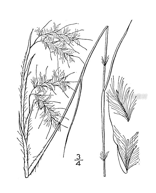 古植物学植物插图:Andropogon Elliottii, Elliott的胡子草